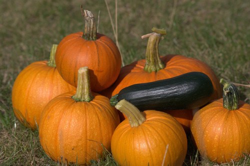 Pumpkins.jpg