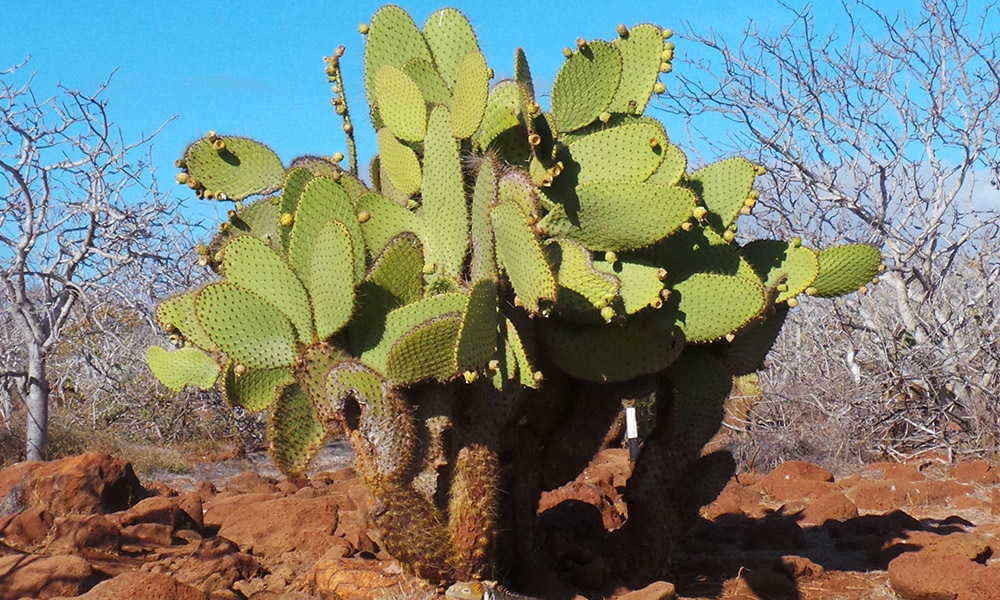 cactus 3