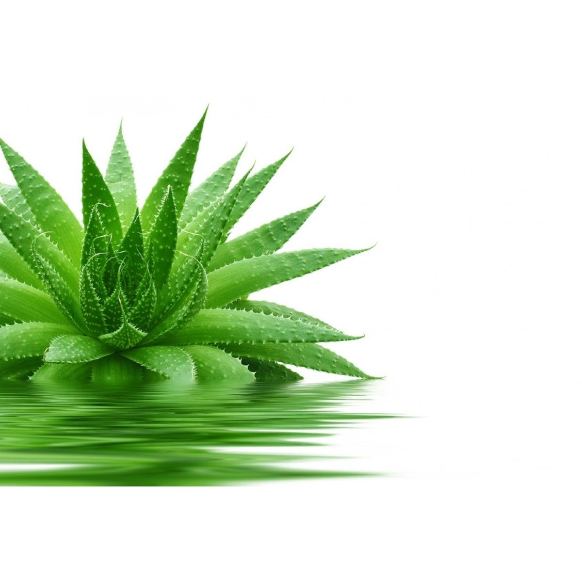 Aloe-vera