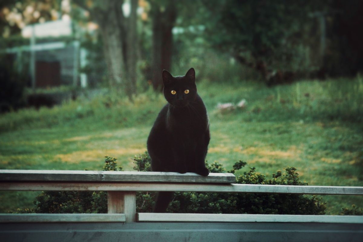 Black Cat